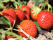 Pick Your Own